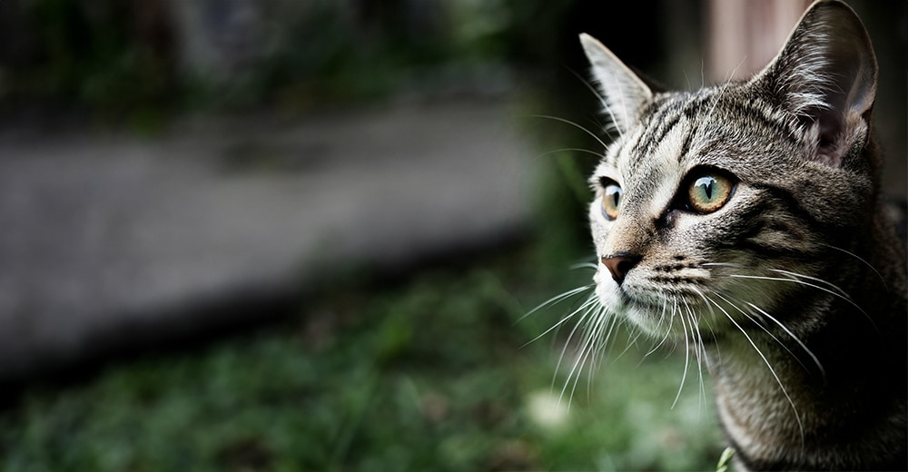 Close-up of a tabby cat side profile with green eyes, looking intently into the distance. The background is a blurred garden setting, enhancing the focus on the cat's facial features and expression—an image that would delight any veterinarian appreciating feline grace.
