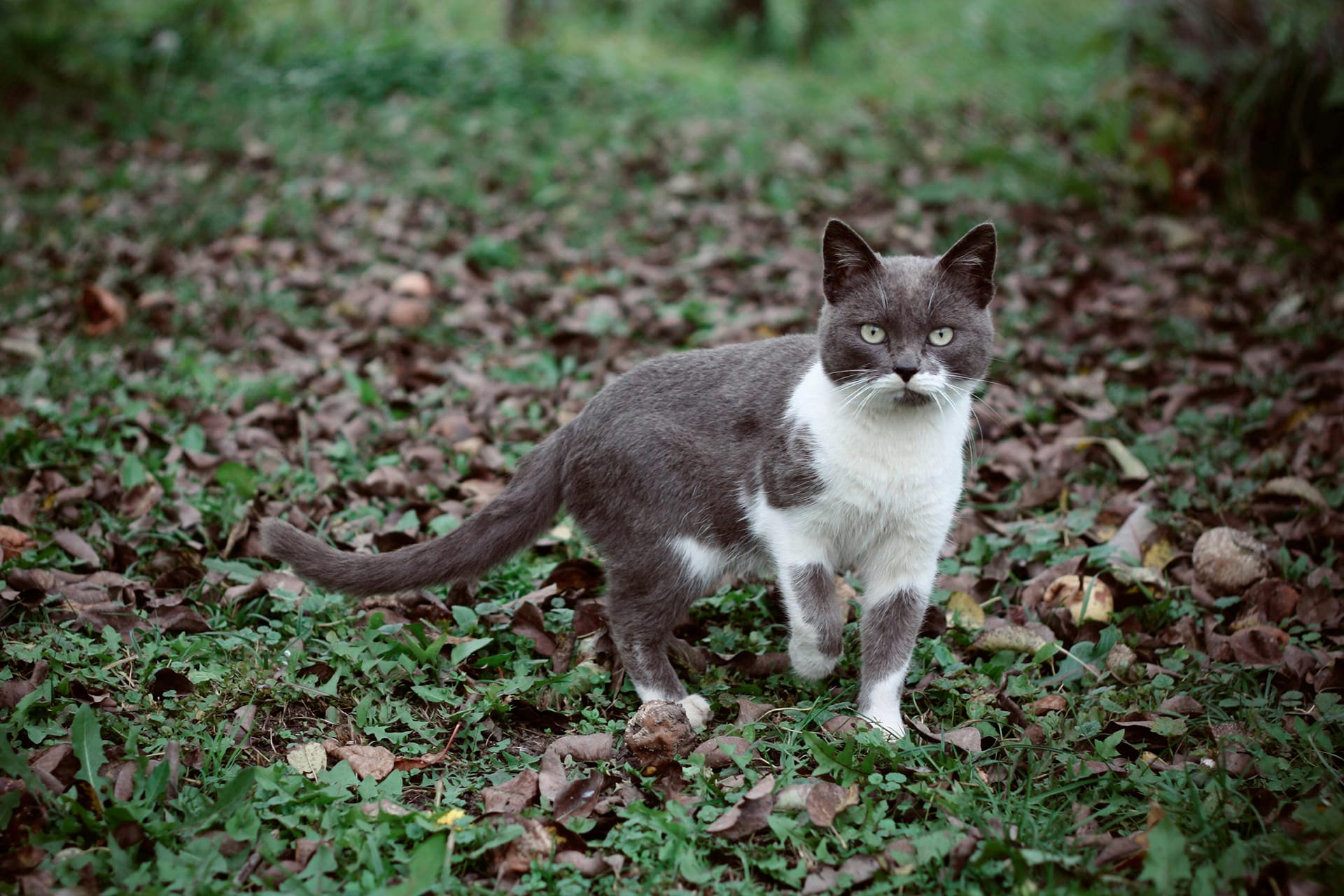 A gray and white cat stands alert on a leafy, grassy ground, surrounded by fallen leaves. Its tail slightly raised, the cat looks directly at the camera. Perhaps it's anticipating its next vet visit amid the blurred greenery of the background.
