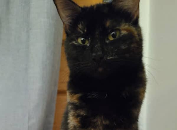 A tortoiseshell cat with a mix of black, orange, and brown fur sits indoors, gazing directly at the camera, perhaps pondering its next visit to the vet. The background shows a light-colored curtain and a wooden door.