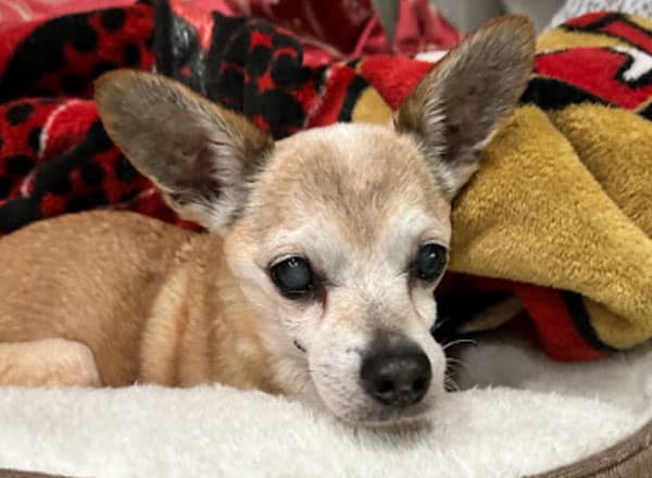 A small, light brown chihuahua lies on a soft bed, partially covered with a colorful blanket. With its large ears perked up, the pup looks content and relaxed after its recent visit to the vet.