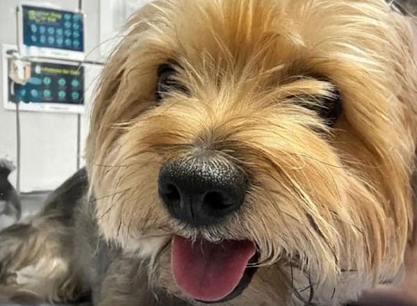 Close-up of a small, fluffy dog with light brown fur and dark eyes lying down. The dog's tongue is out, giving a friendly and playful expression, as if waiting for the vet. In the background, a blurry wall with posters adds charm to this adorable scene.