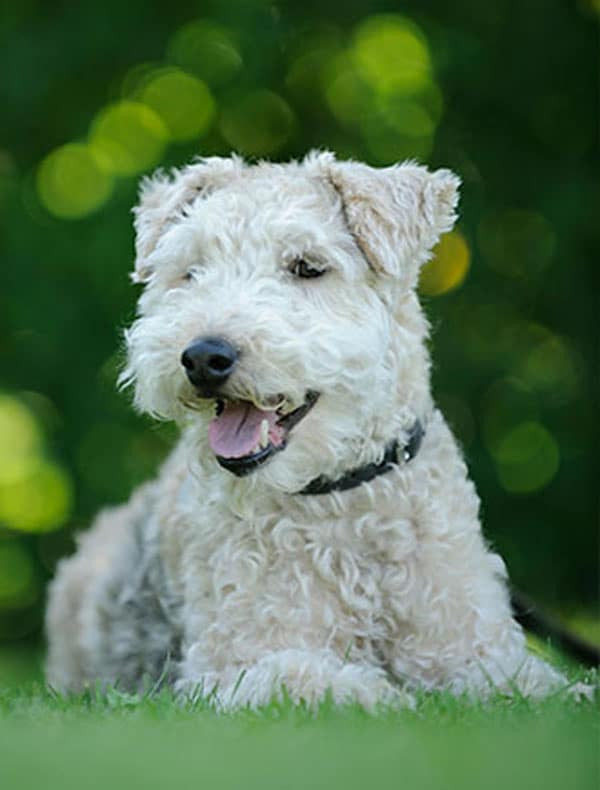 A fluffy white dog with curly fur lies happily on green grass, framed by a blurred leafy background. Wearing a black collar, the dog looks joyful with its tongue out, having just returned from a check-up with the veterinarian.