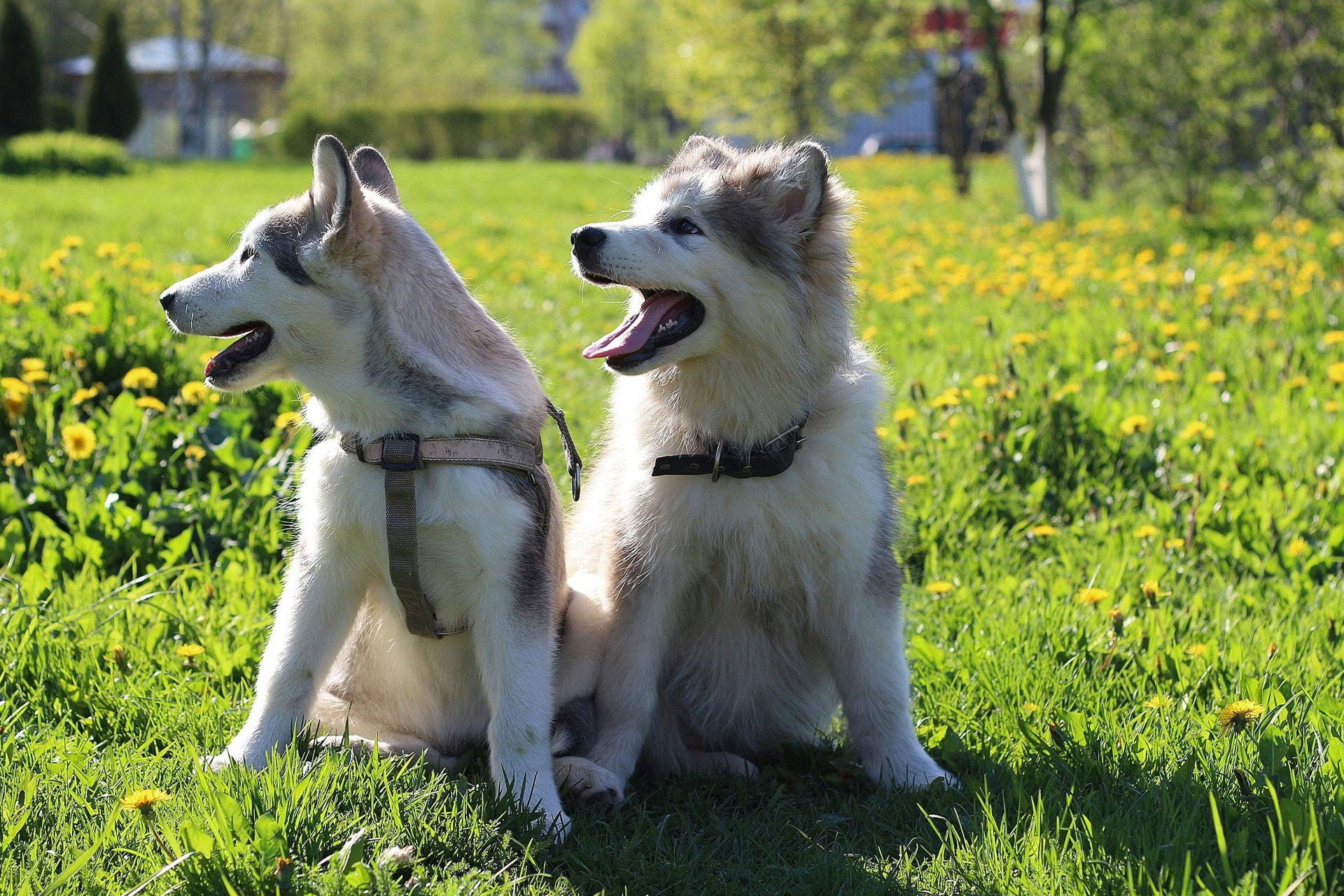 Two Siberian Huskies sit playfully on a grassy field filled with dandelions, perhaps dreaming of their next vet visit. The husky on the left glances over its shoulder with an open mouth, while the other faces forward, equally cheerful. Trees and shrubs softly frame their joyful tableau.