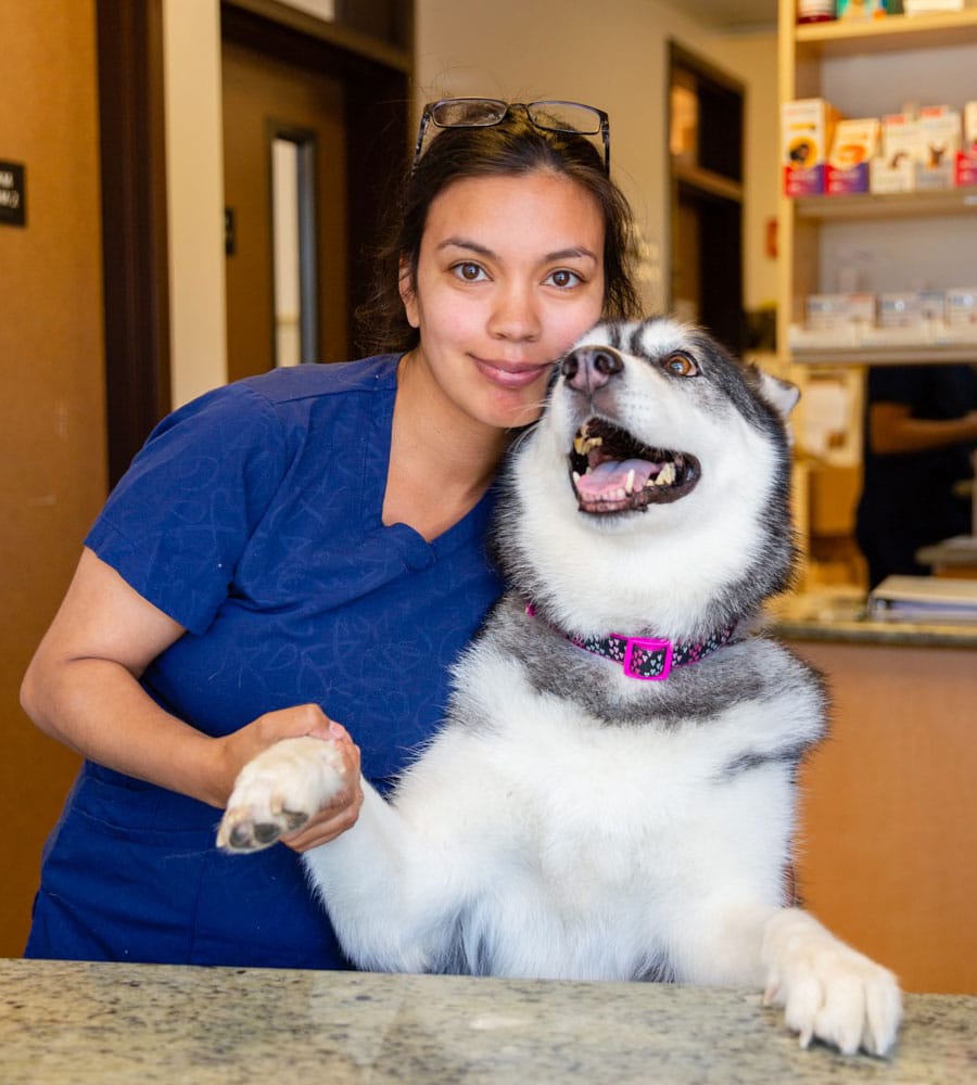 A woman in a blue uniform, likely the veterinarian, happily holds a smiling Siberian Husky's paw at the vet clinic. The dog wears a pink collar and stands on its hind legs, with the clinic counter and shelves in the background.