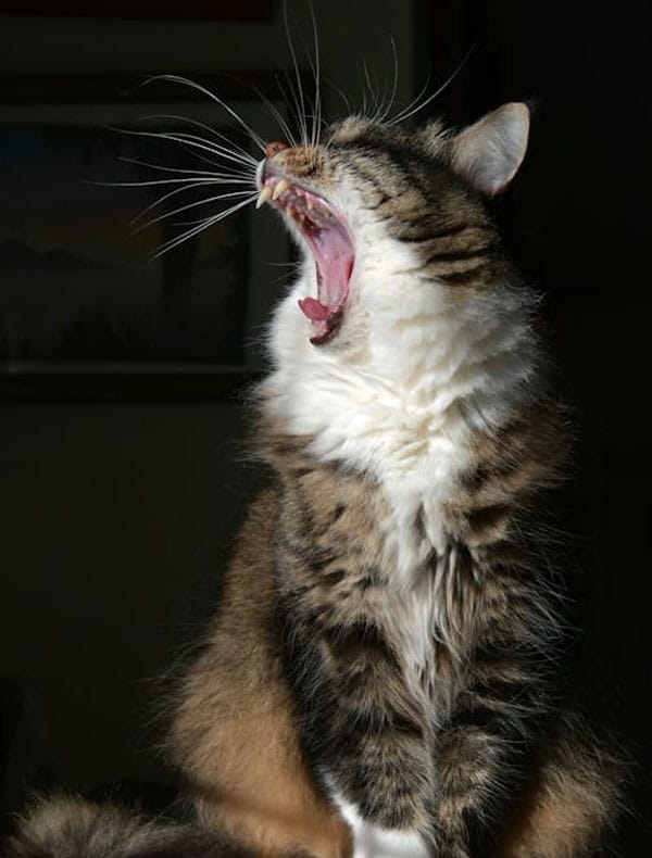 A fluffy, striped cat with white fur on its chest is sitting with its mouth wide open, yawning as if telling a tale from a vet visit. The dark background highlights the cat's whiskers and open mouth.