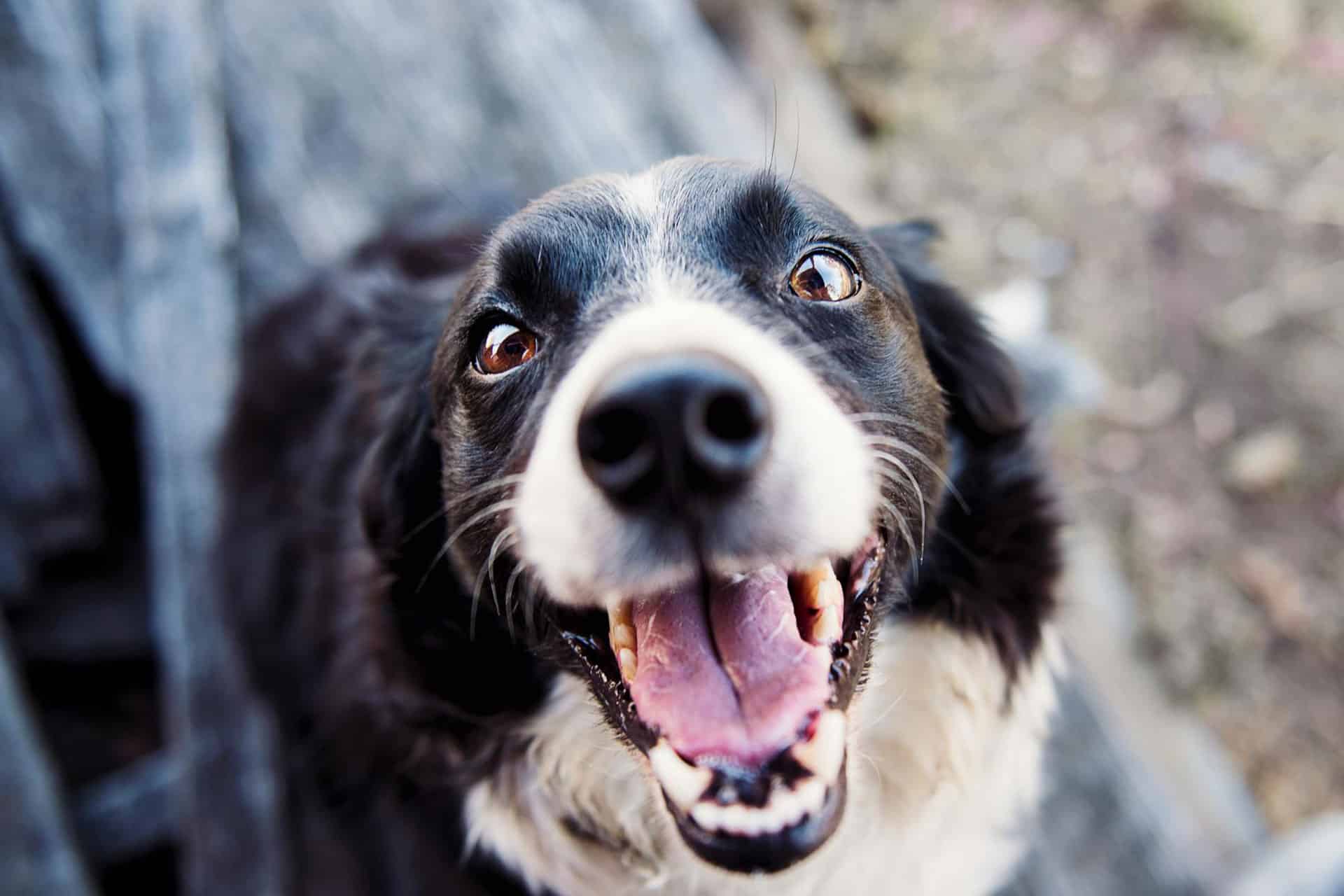 Close-up of a happy black and white dog looking up with an open mouth and bright eyes, as if anticipating a treat. The blurred background accentuates its joyful expression, reminiscent of the excitement during a friendly vet visit.