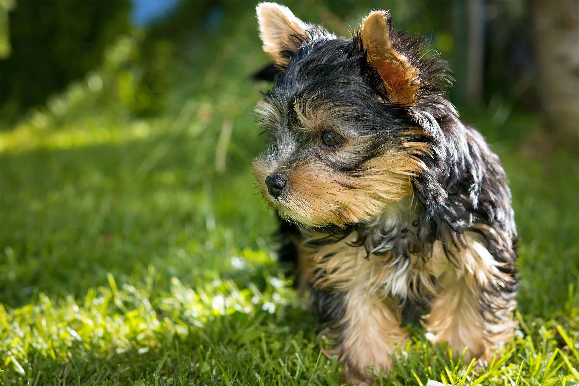 A small Yorkshire Terrier puppy with fluffy fur stands on lush green grass, ears perked up as if listening for the call of a nearby veterinarian. The puppy looks to the left, basking in the sunny outdoor setting.
