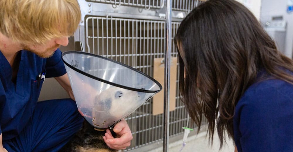 Two veterinarians in blue scrubs are diligently tending to a dog wearing a cone collar in a clinic setting. They appear focused on examining the animal, with kennels visible in the background.