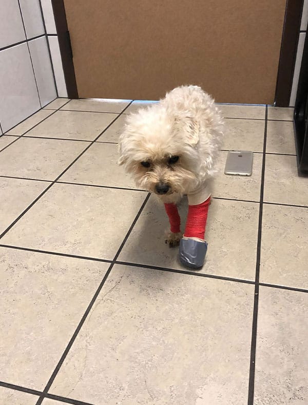 A small fluffy dog stands on a tiled floor, freshly back from the vet. It wears red bandages on its front legs, with one paw wrapped in a gray covering. The background features a brown door and a wall lined with white tiles.