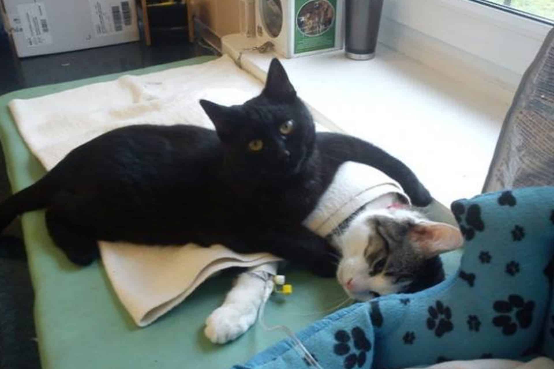 A black cat is lying on top of a resting gray and white cat, who has a bandage on its front leg and an IV from the veterinarian. They are on a green cushion by a window, with a blue blanket featuring paw prints nearby.