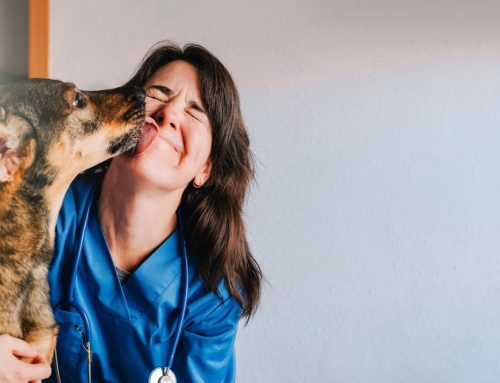 Preventing Common Diseases in Pets with Routine Wellness Care