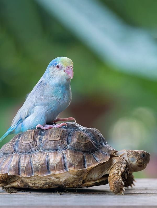 A small, colorful bird with blue and green feathers perches like a scene from a veterinarian's sketchbook on the back of a tortoise on a wooden surface. The background is a blurred green, suggesting an outdoor setting.