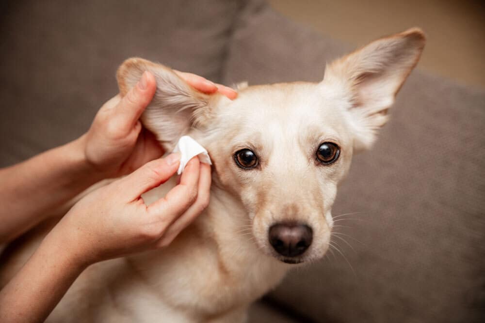 A person is gently cleaning a light brown dog's ear with a white cloth. The dog has large ears and is looking attentively towards the camera. The background is a soft, neutral-colored couch.