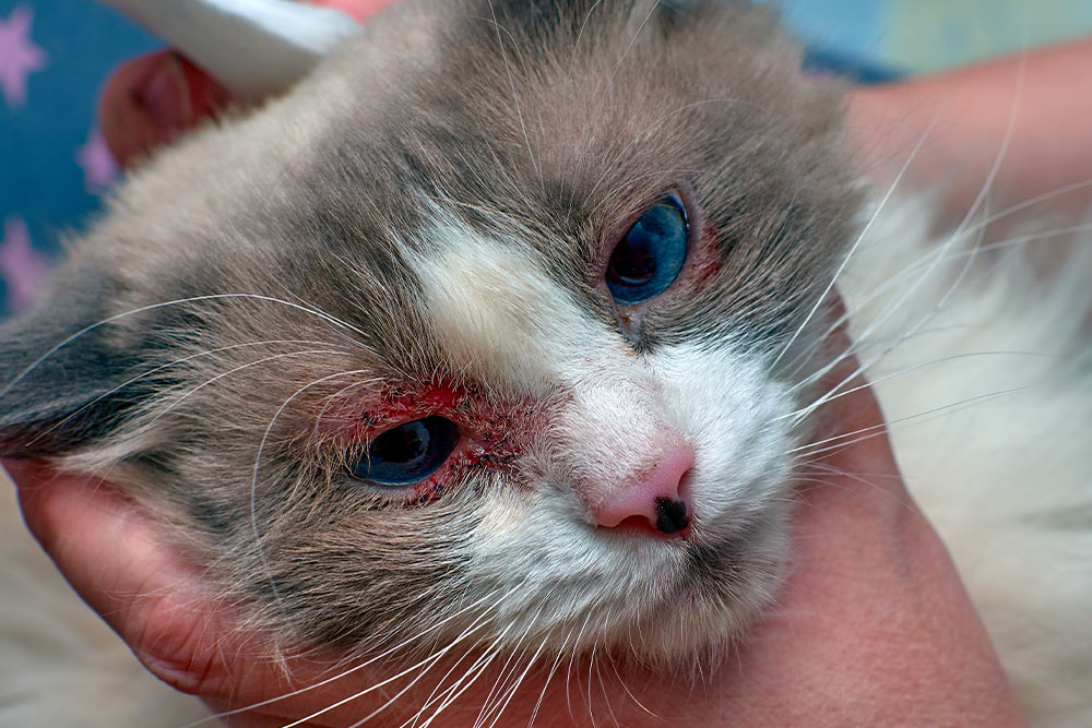 A close-up of a fluffy white and gray cat held in a person's hand. The cat has blue eyes and noticeable redness around them, suggesting irritation or infection. Its nose is pink, and it appears calm despite the condition.
