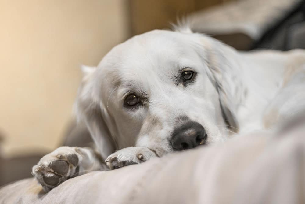 A close-up of a large white dog lying on a soft surface, gazing calmly at the camera. Its head rests on its paws, with its fur slightly ruffled. The background is softly blurred, focusing attention on the dog's serene expression.