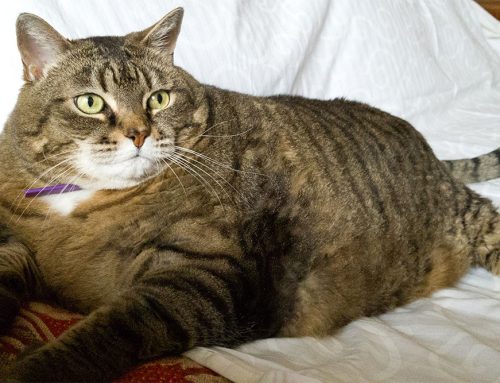 Is Your Pet Getting Older? A Guide to Common Aging Cat Diseases