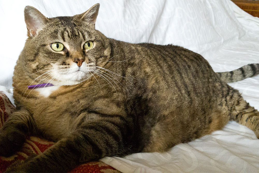 A large tabby cat with green eyes and a purple collar is lying on a white blanket, looking alertly to the side.