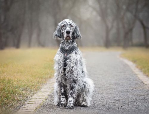 Is Your Dog Showing Their Age? Recognizing and Managing Senior Health Issues