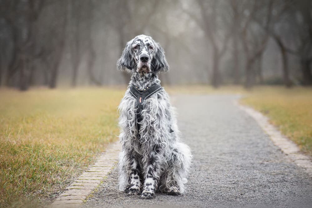 A long-haired, black and white dog sits on a paved path in a park with grass on either side and leafless trees in the background, looking directly at the camera.