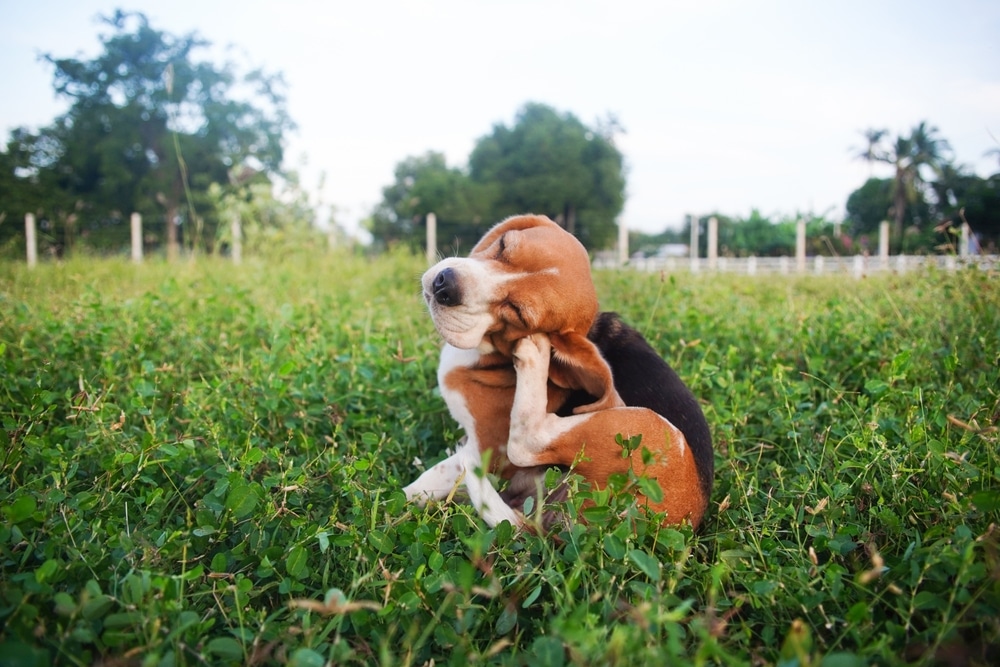 A Beagle puppy sits in a grassy field, scratching its head with a hind leg. Trees and a white fence are visible in the blurry background under a clear sky.