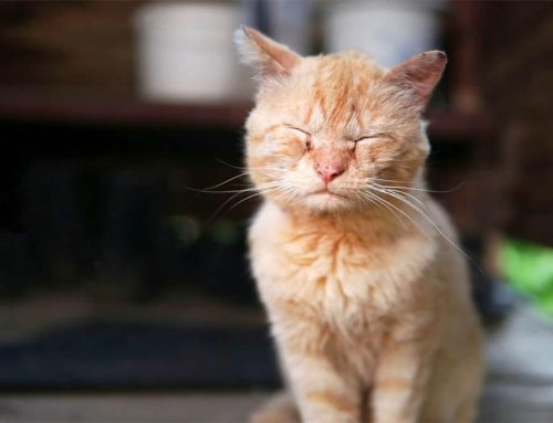 Seasonal Allergies: Helping Pets Cope During Allergy Season
