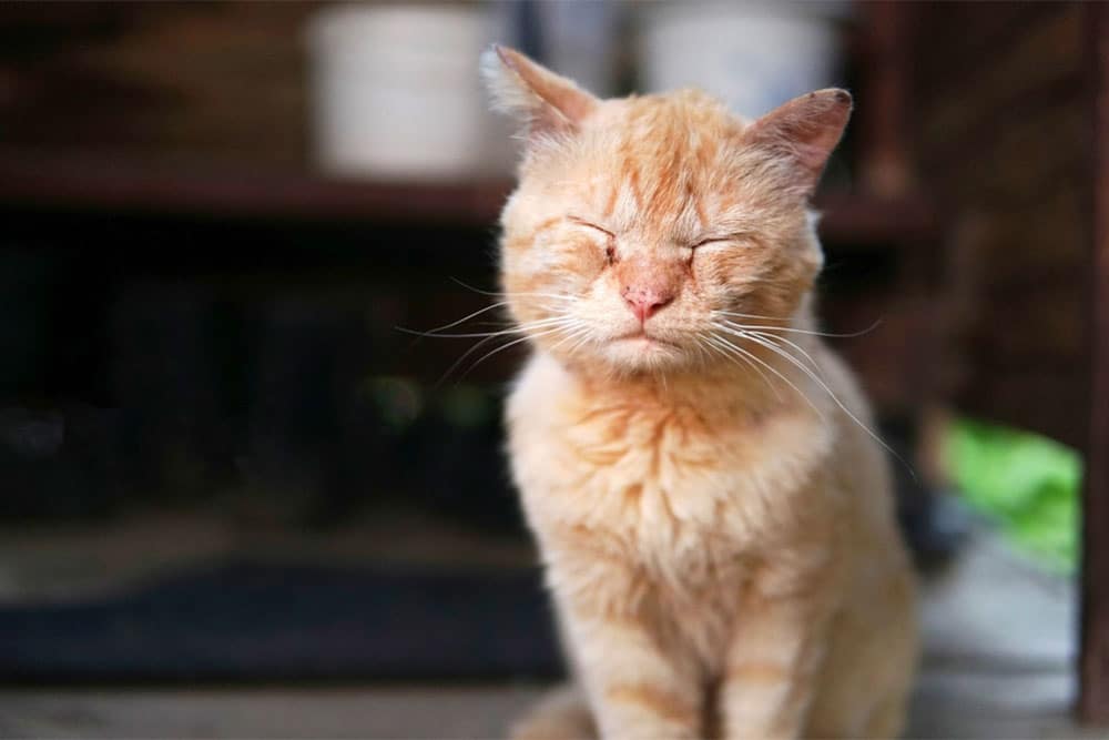 An orange tabby cat sits with its eyes closed, appearing content and relaxed. The background is blurred, emphasizing the cat's peaceful expression.