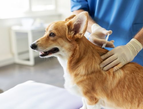 Easily Preventable Diseases in Pets: Vaccines and Beyond