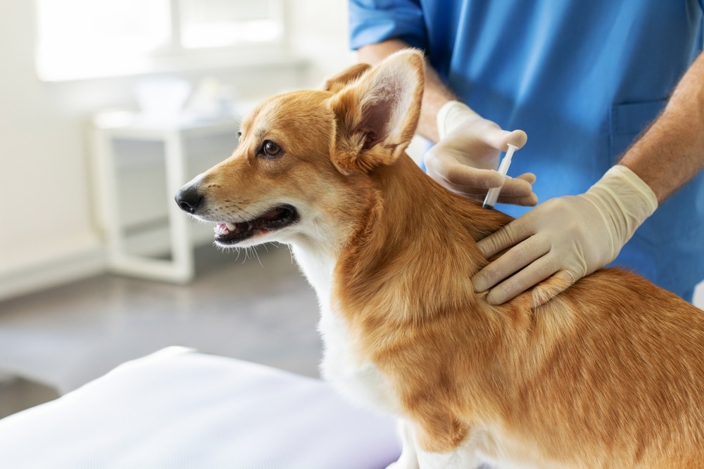 A veterinarian wearing gloves gives a vaccine injection to a brown and white corgi dog on an exam table in a brightly lit veterinary clinic.