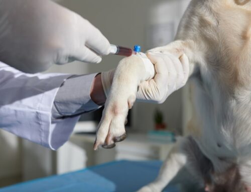 The Importance of Annual Bloodwork for Early Disease Detection