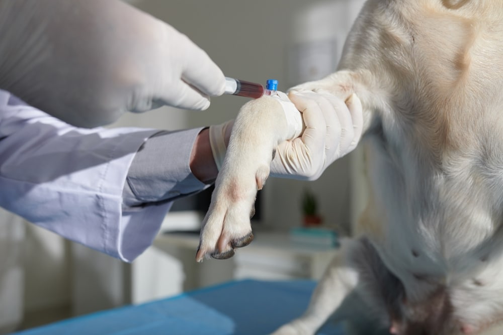 A veterinarian wearing gloves draws blood from a dog's front leg using a syringe in a clinical setting.