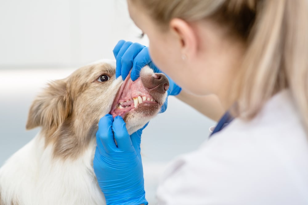 A veterinarian wearing blue gloves examines the teeth and gums of a dog by gently lifting its lip. The dog sits calmly while the vet checks its mouth.