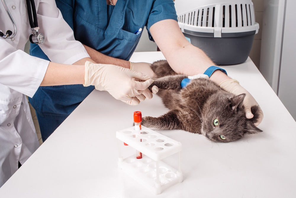 A gray cat lies on a veterinary exam table while two vets, wearing gloves and scrubs, draw blood from its leg. A pet carrier and a blood sample tube are visible in the background.