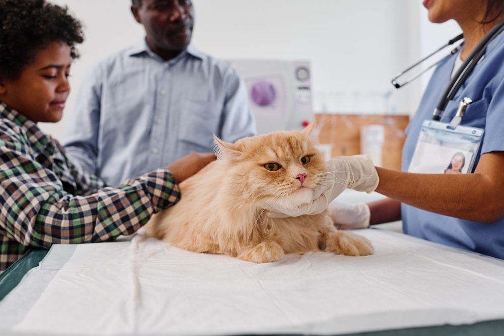 A fluffy orange cat sits on an exam table at a veterinary clinic, being gently held by a vet in scrubs and gloves, while a child and an adult stand nearby, watching with concern.