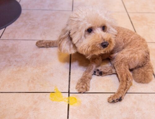 Vomiting and Diarrhea: When is a visit needed?