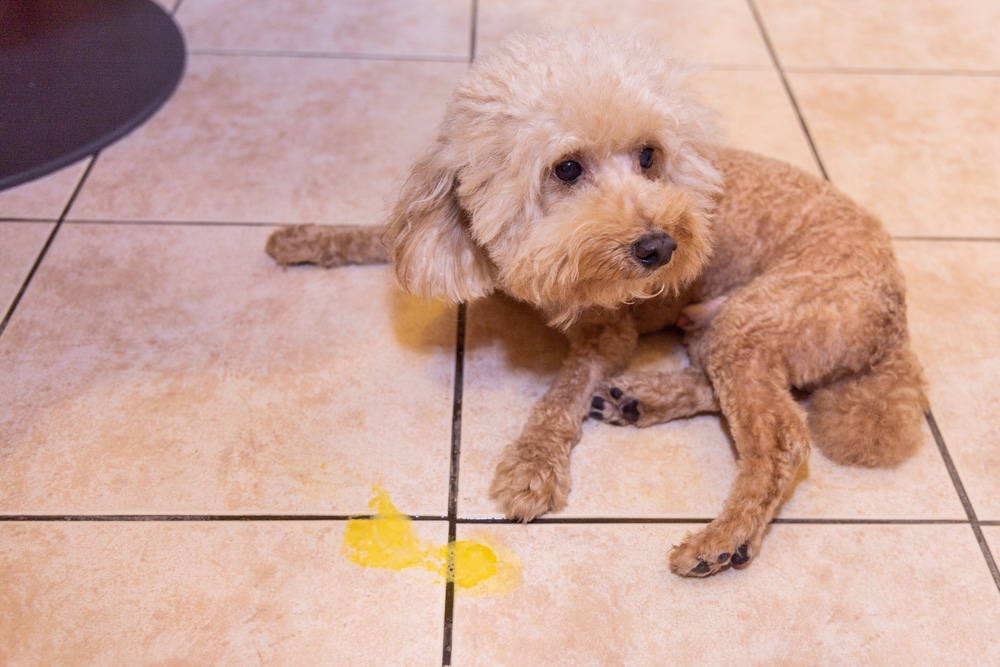 A small, curly-haired dog sits on a tiled floor next to a yellow puddle, looking up with a guilty expression.