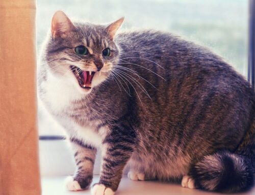 Why Is My Cat Meowing So Much? Exploring Excessive Vocalization in Cats