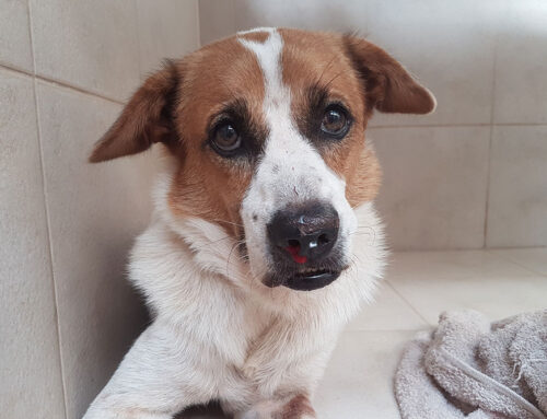 How to Recognize and Treat Chronic Pain in Senior Pet