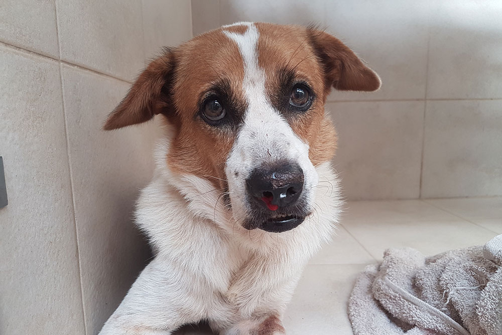A brown and white dog with a spot on its forehead lies on a tiled floor next to a towel. The dog has a swollen snout and a small red wound on its nose, looking up with sad eyes.