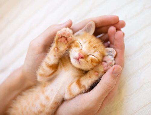 Common Kitten Emergencies: Recognizing and Handling Urgent Issues