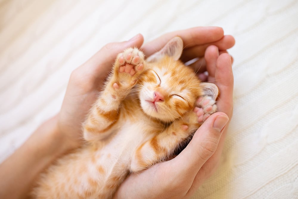 A small orange tabby kitten lies on its back with eyes closed and paws up, cradled gently in two hands against a soft, white textured background.