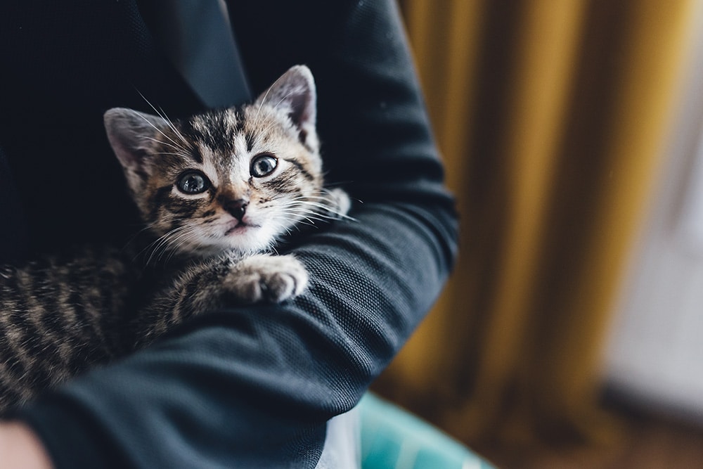 A small tabby kitten with wide eyes is being held in someone's arms, looking up at the camera. The person is wearing a dark sleeve, and the background is softly blurred with yellow tones.