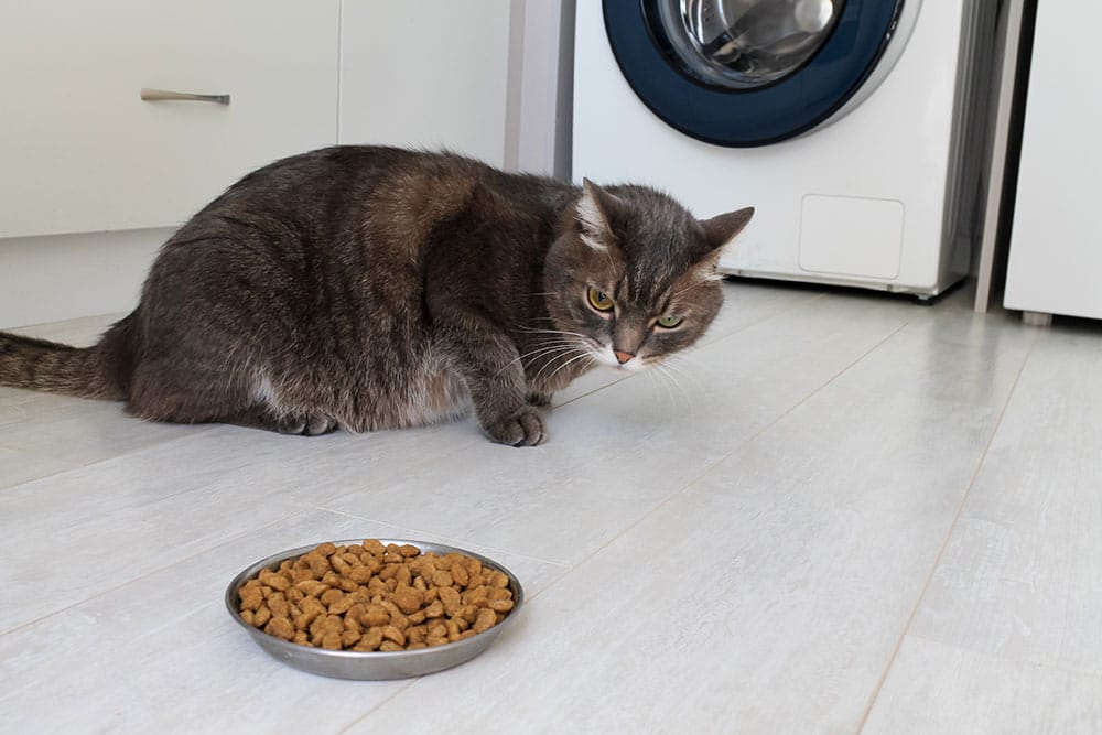 A gray cat crouches on a light-colored floor, looking warily at a bowl of dry cat food. The scene is set in a laundry room with a washing machine in the background.