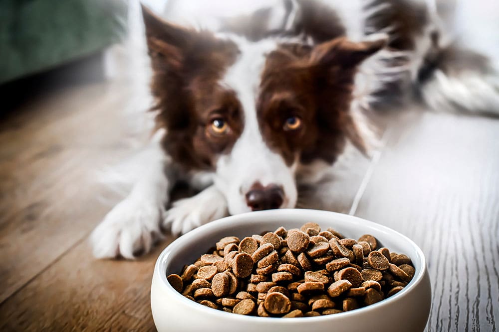 A brown and white dog lies on a wooden floor, staring intently at a bowl of dry kibble placed in the foreground. The dog appears eager or hungry, with its head resting between its paws.