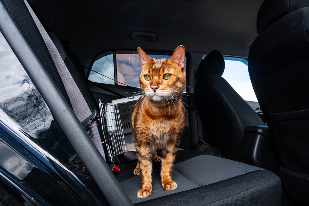 A brown tabby cat stands alert on the back seat of a car, with a pet carrier next to it. The cat looks out the window, surrounded by dark car seats and bright daylight outside.