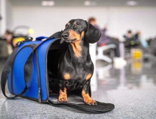 Diseases Your Pet Could Pick Up While Traveling