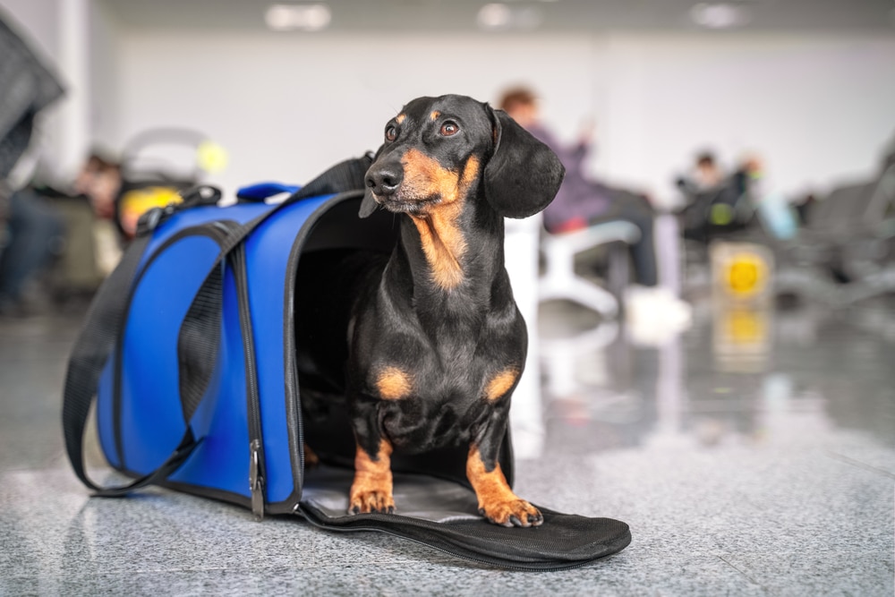 A black and tan dachshund stands partially outside a blue pet carrier on a shiny floor, with blurred people sitting in the background, suggesting an airport or waiting area.