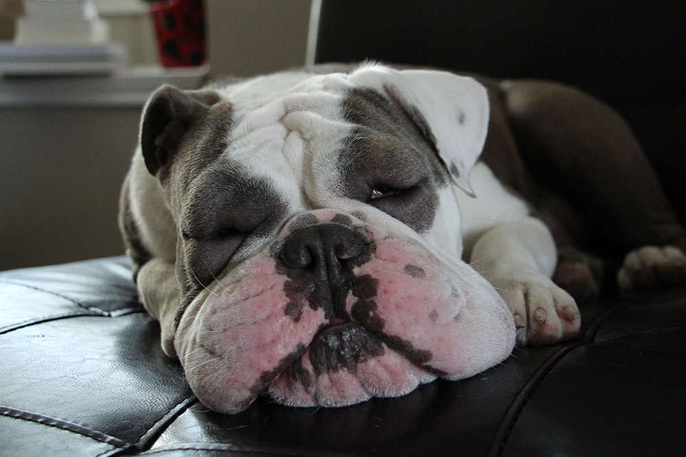 A bulldog with a wrinkled face and pink markings is lying on a dark leather couch, resting its head and appearing to be asleep or very relaxed.