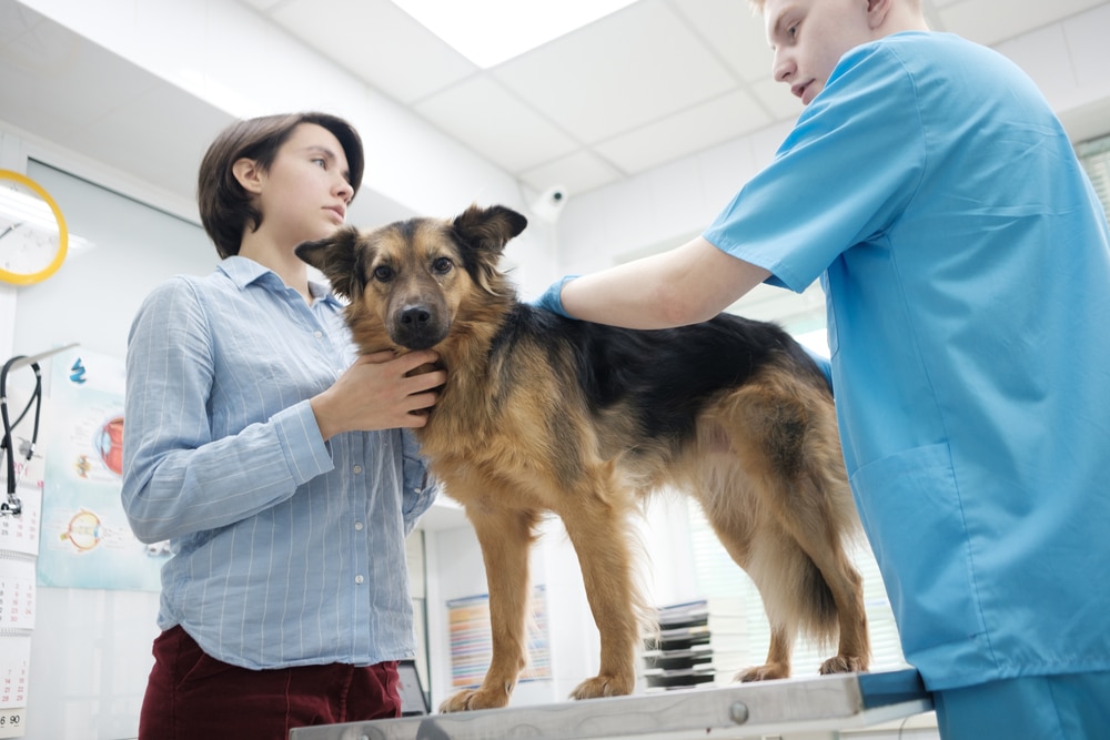 A woman holds her medium-sized dog on an examination table while a veterinarian in blue scrubs checks the dog in a bright veterinary clinic.