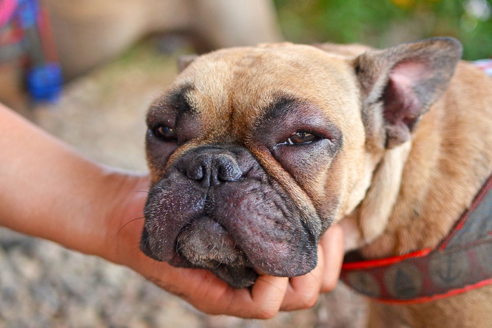 A close-up of a brown bulldog with droopy eyes and a wrinkled face, gently held under the chin by a person's hand outdoors.