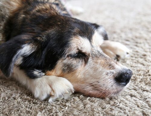 Cushings and Addisons